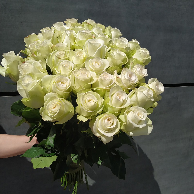 Білі троянди Альба 51шт від