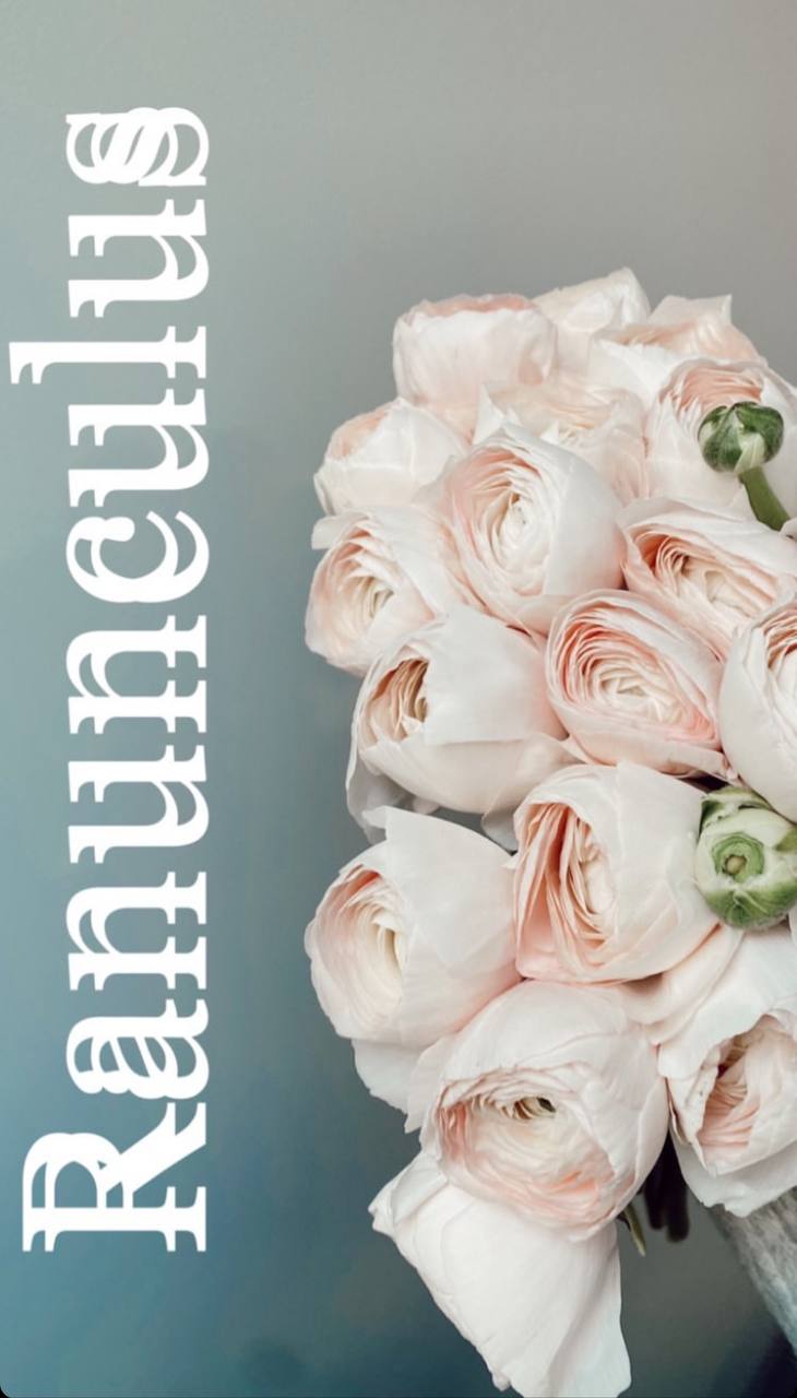 Ранункулюс